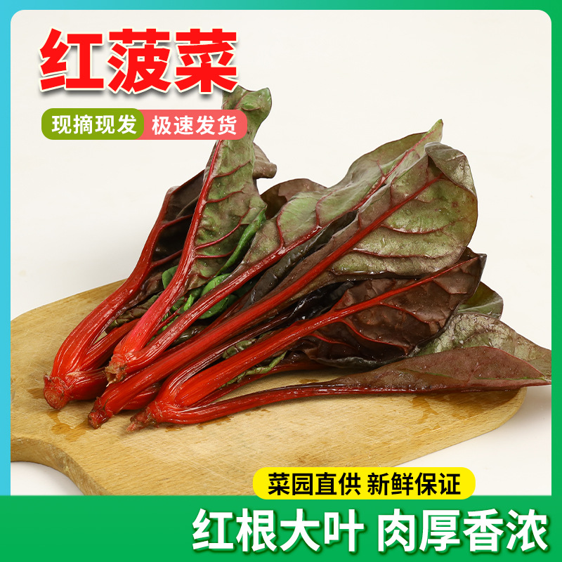 Четырехсезонный красный шпинат, жаростойкие летние красные листья, красная свекла, фиолеторозовая корнеплод, шпинат