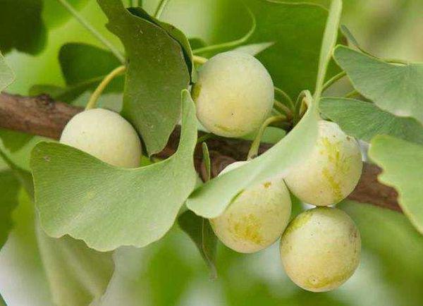 Ginkgo Fruit Tree Seeds Have a High Germination Rate, and They Can Yield Substantial Profits Per Acre. They Are Also High-Quality and High-Yielding for Nursery Cultivation