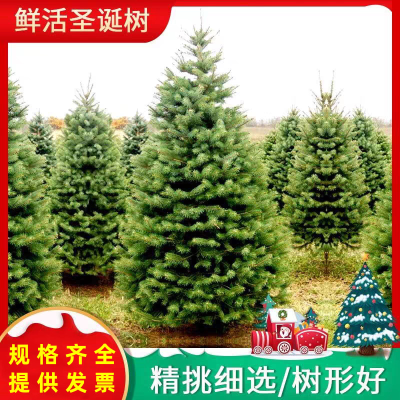 Real Christmas Tree Potted Real Tree Live Norway Spruce Real Nobeson Real Tree Pine Tree Christmas Green Planting