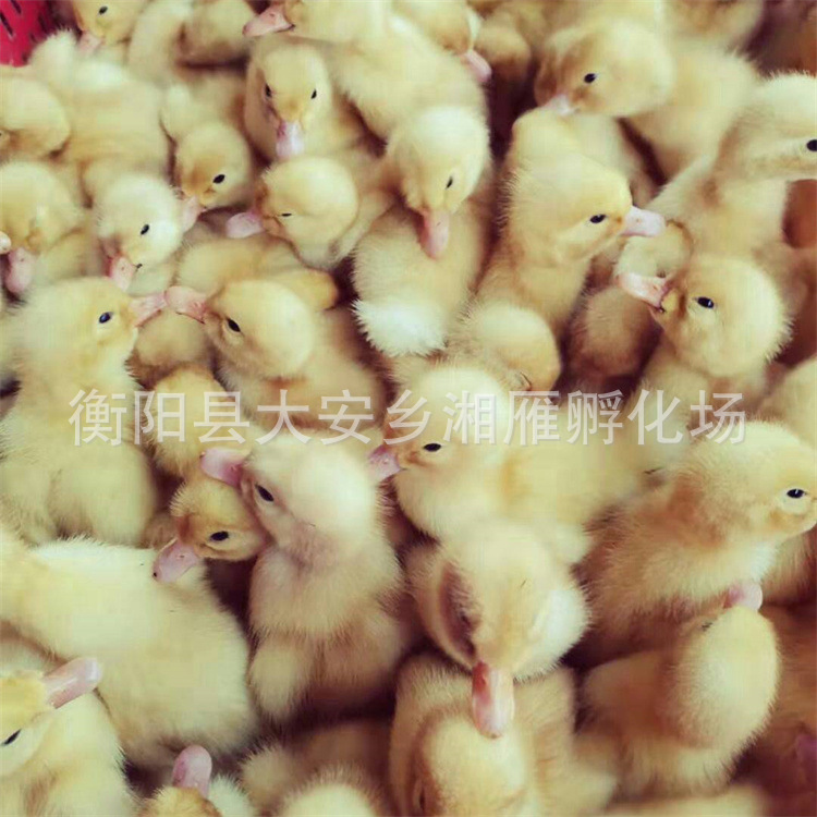 One Day Out of the Shell Cherry Valley Duck Seedlings, White-Feathered Ducks, Beijing Roast Duck, Large-Scale Fast-Type Wholesale Duck Seedlings Live Animals