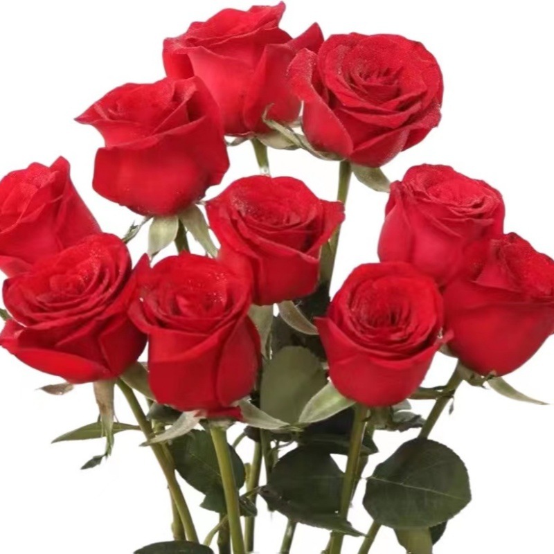 Rose Flowers Mother's Day Wholesale Yunnan Kunming Flowers Direct Batch of Real Flowers Flowers Together to Set up a Stall