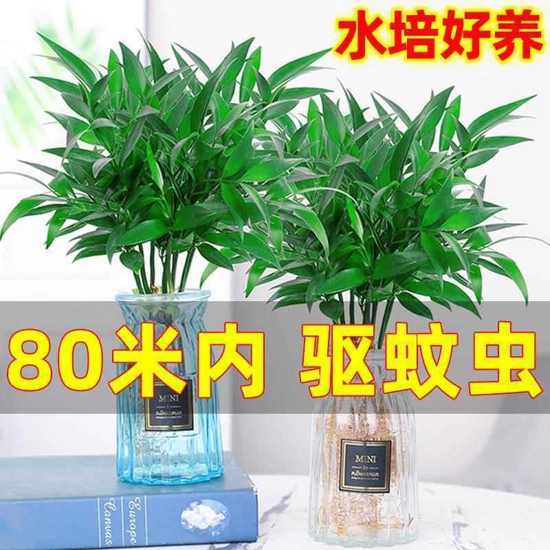 Mosquito Repellent Bamboo and Cypress Potted Hydroponic New Favorite Anti-Mosquito Plant Repellent Insect Repellent Green Plant Indoor Living Room Bedroom Evergreen All Year Round