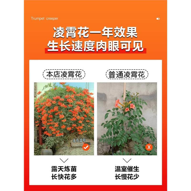Bignonia Climbing Vine Large Seedling Plant Old Stump Courtyard Potted Ground Planting Chinese Bignonia Sapling All-Season Northern Cold-Resistant