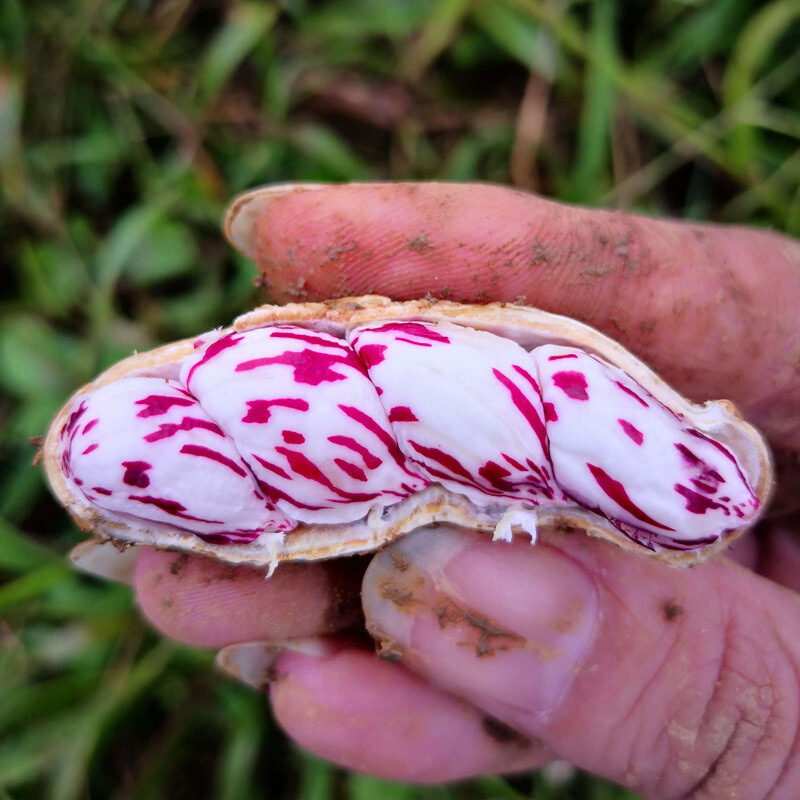 Yunnan Colorful Peanut Specialty Shelled Peanuts 2024 New Arrival Washed and Sun-Dried Wildland Peanuts Direct Supply from the Origin