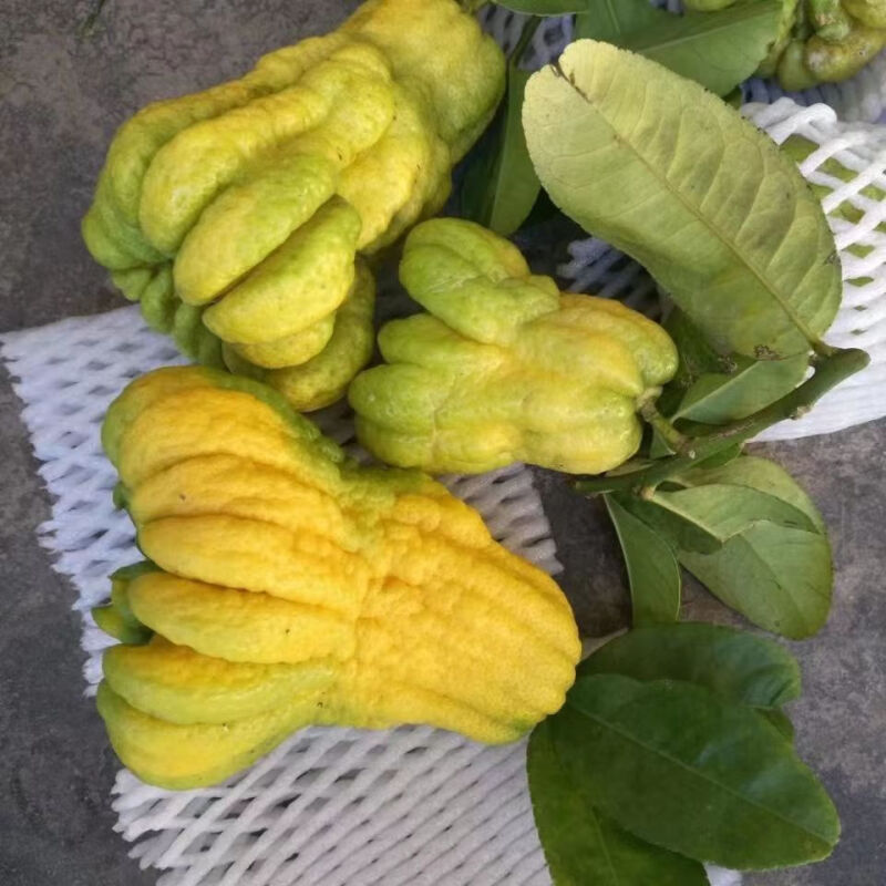 Yunnan Alpine Bergamot Bergamot Fruit Tribute Smell Extra Large Fruit Non-Jinhua Bergamot Smell Fragrance Branch Hydroponic Clear Supply