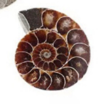 Fossil Specimens in Stock, Ancient Biological Fossils, Teeth, Brachiopods, Ammonites, Right-Angle Stones, Plant Fossils, Raw Stone Teaching Specimens