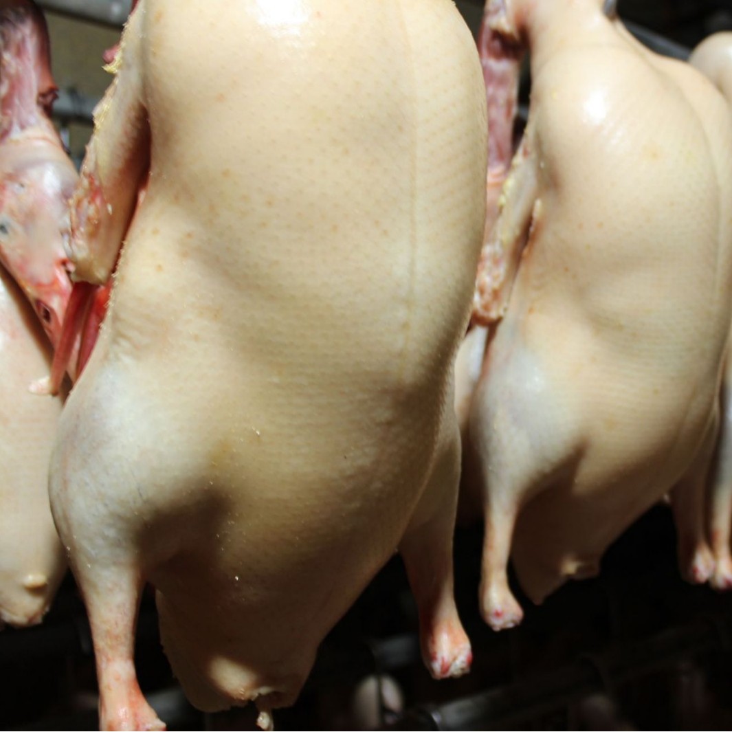 Прямые поставки от фабрики 4 штуки замороженных оптовых эмбрионов уток Cherry Valley