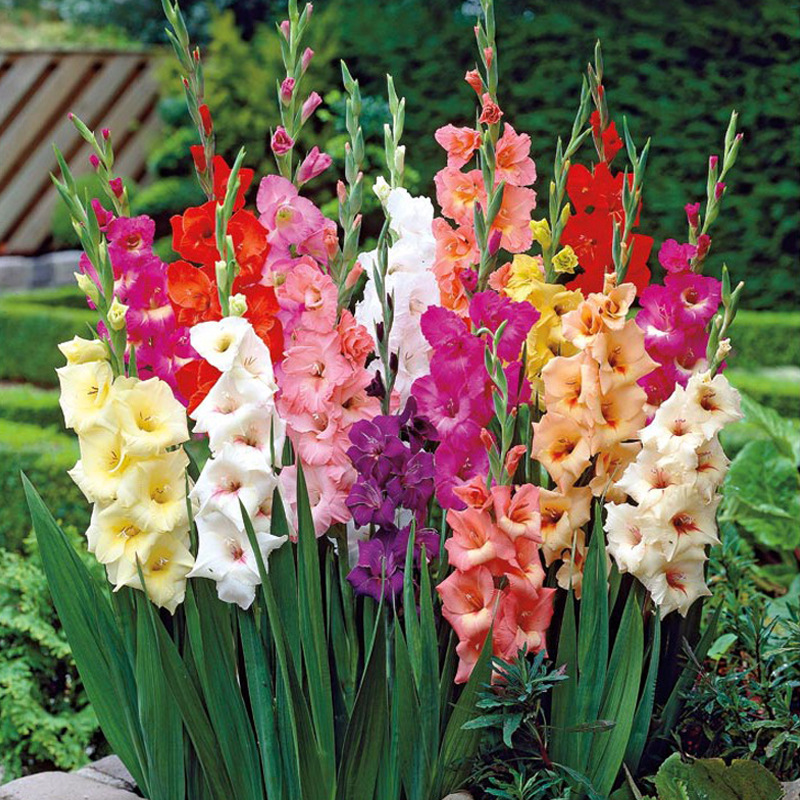 Gladiolus Gladiolus Flower Bulbs Potted Flower Seedlings Perennial Cold-Resistant Four-Season Easy-To-Live and Easy-To-Grow Flower Bulbs with Buds