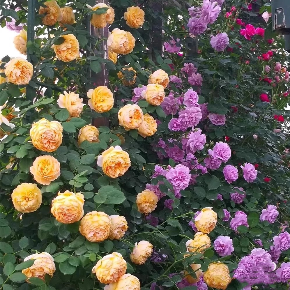 European Vine Rose Flower Seedlings, Large Seedlings, Fragrant Potted Florals, Courtyard Arch, Circulating Flowering Plants, Climbing Vines, Roses