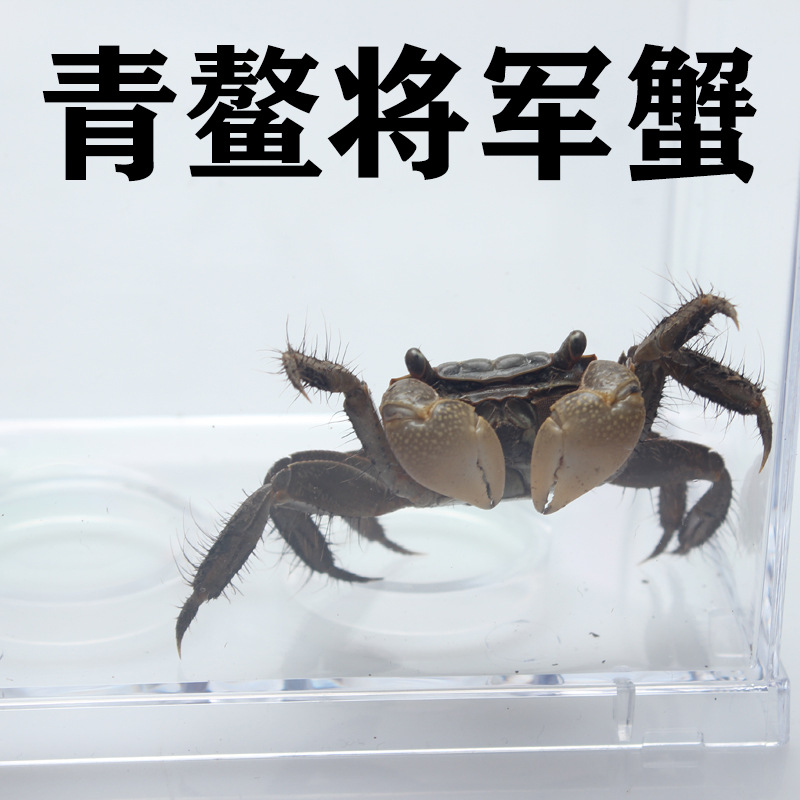 Краб, краб чили, общий краб, декоративный краб, большой размер, очистка, удаление водорослей, пресноводный краб, декоративный питомец для стола