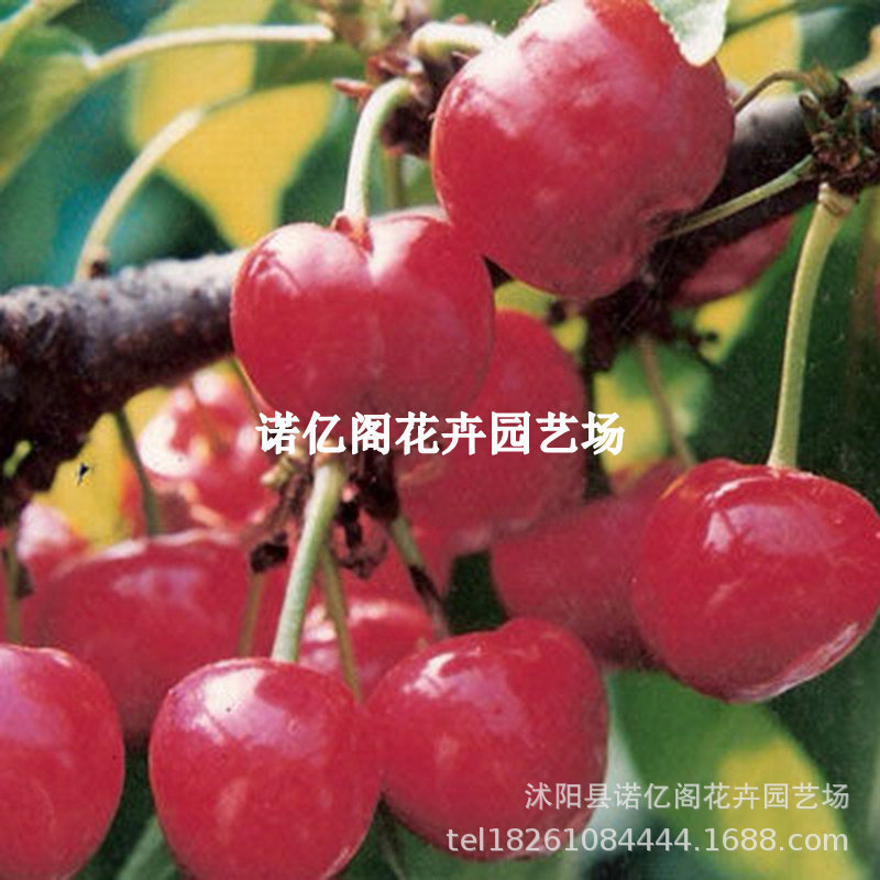 Cherry Seedlings Grafted with Southern New Varieties Hongfei Cherry Agate Red Cherry Saplings Cherry Fruit Saplings of the Year