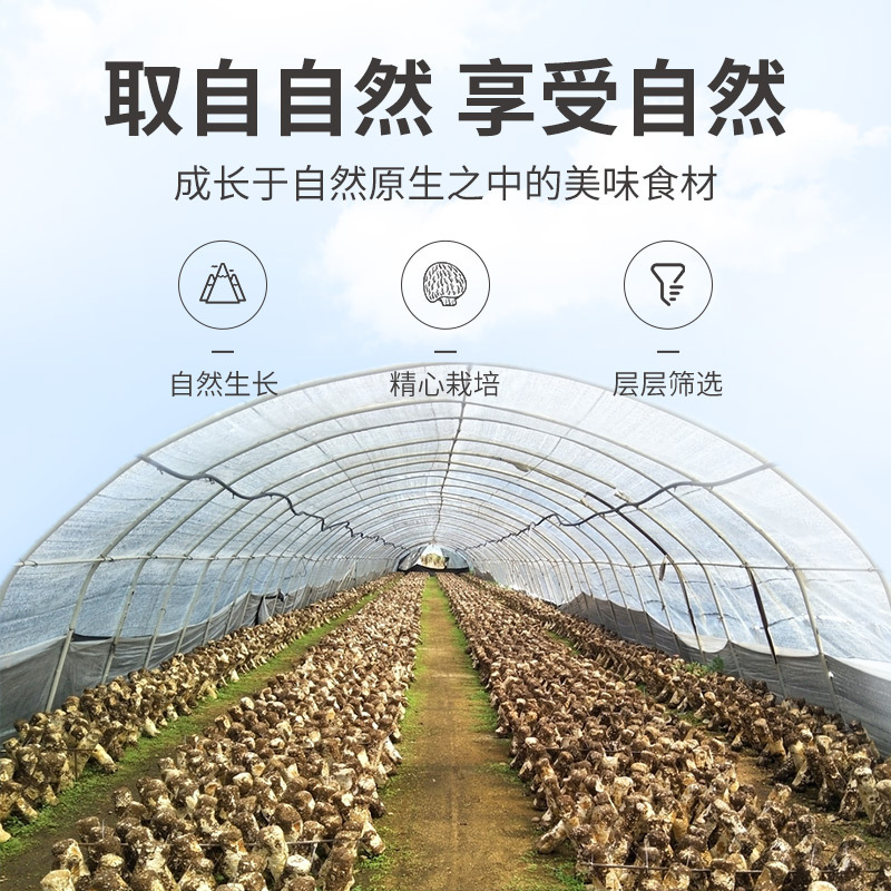 Fangjiapu monkey head mushroom 158g bagged mushroom dry goods edible mushroom stew ingredients mushroom