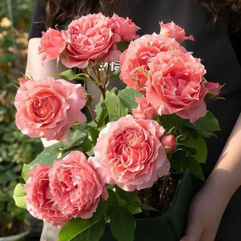 Shrubs, Rose Flowers, Courtyard Balcony Potted Plants, Four-Season Blooming Rose Seedlings, Can Be Mixed with Other Flowers