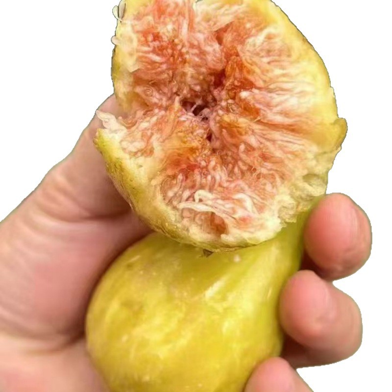 For Sale: Fig Tree Seedlings with Well-Developed Root Systems. Freshly Dug from the Base and Ready for Potting or Ground Planting. Long-Lasting Fig Tree Seedlings