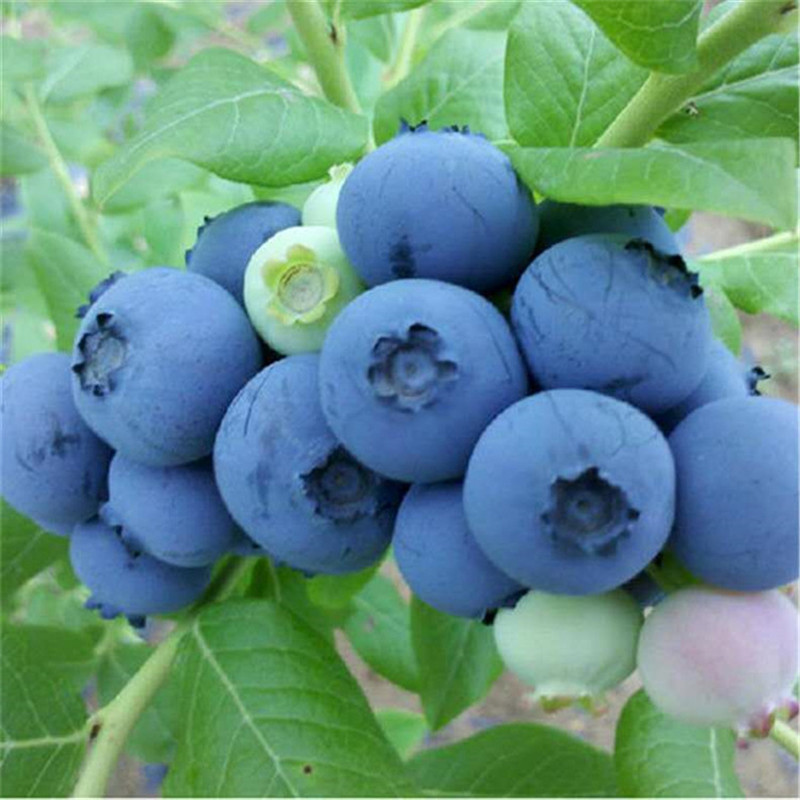 Blueberry Seedling Base Is in Stock. Four-Season Fruit Trees Are Planted in the North and South. Mist Rabbit Eye Extra Large Blueberry Seedlings with Fruit