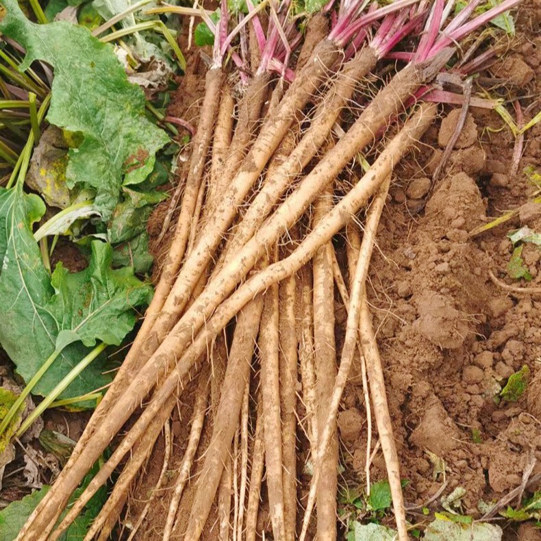 Fresh Burdock Root 2.5kg Lanling Freshly Dug Cangshan Agricultural Products Authentic Wild Golden Beef List Side Pound Tea Slices Wholesale