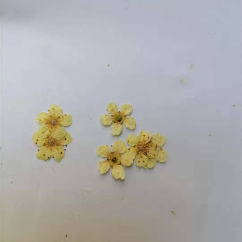 Tree Flower Five-Star Flower Japanese Style Manicure Dried Flower DIY Sticker Face Makeup Petal Makeup Five-Petal Flower Embossed Flower Factory Direct Sale