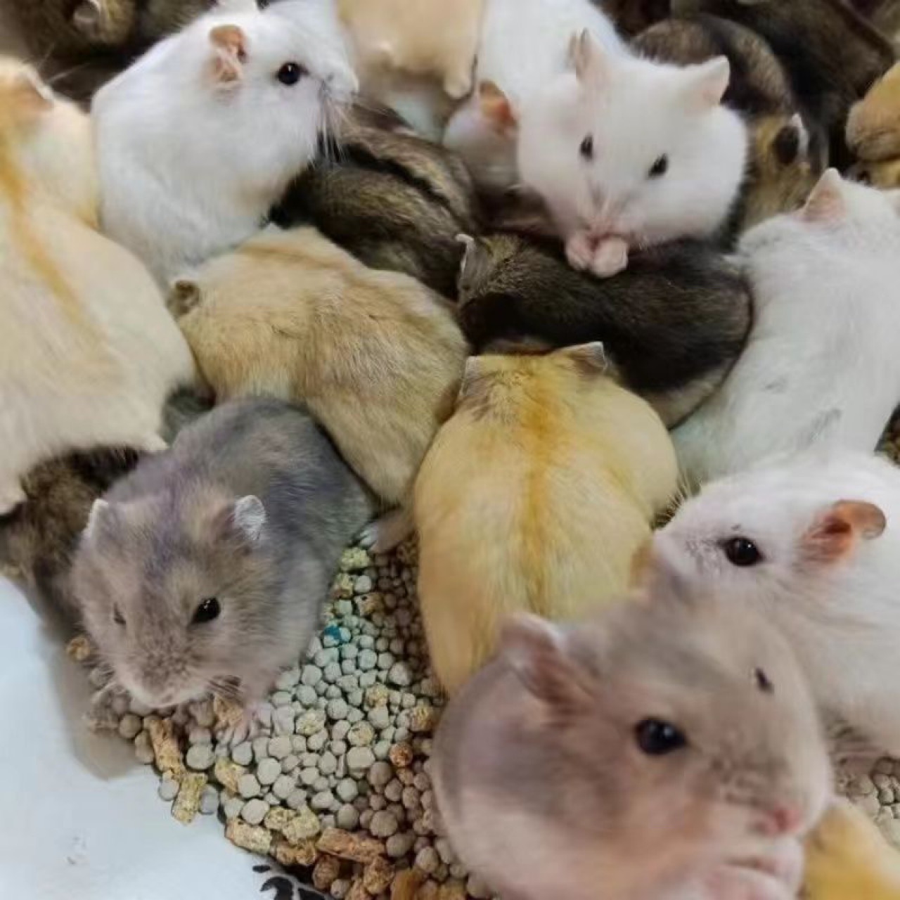 Взрослые хомяки доступны в большом количестве для живых хомяков