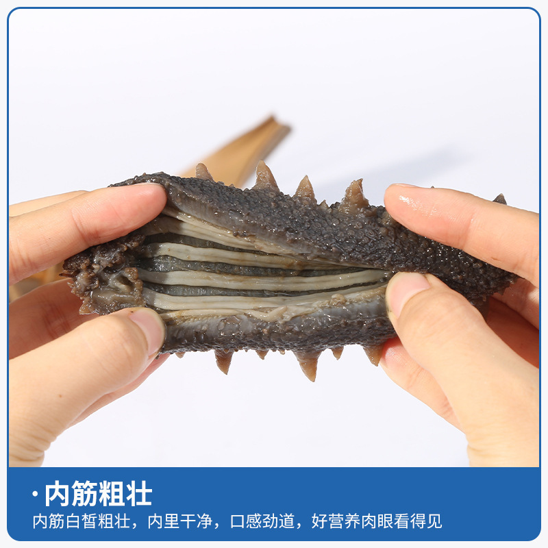 Sea Cucumber Factory in Dalian, Ready-To-Eat Wholesale, Liaoning Sea Cucumber, Not Dried Goods, Manufacturer, Seafood, One-Piece Dropshipping, Ag Cold Chain Direct Delivery