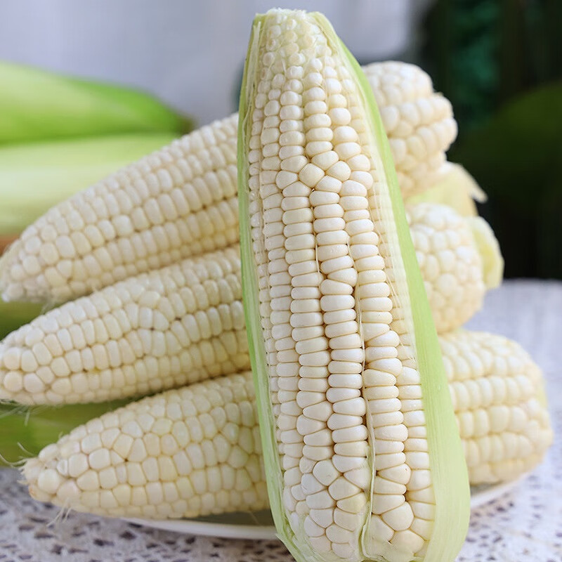Guangxi Fresh White Waxy Corn Daifa 3/5 Jin Fresh Baogu Tender Corn on the Corb in Season Vegetable Sticky Corn