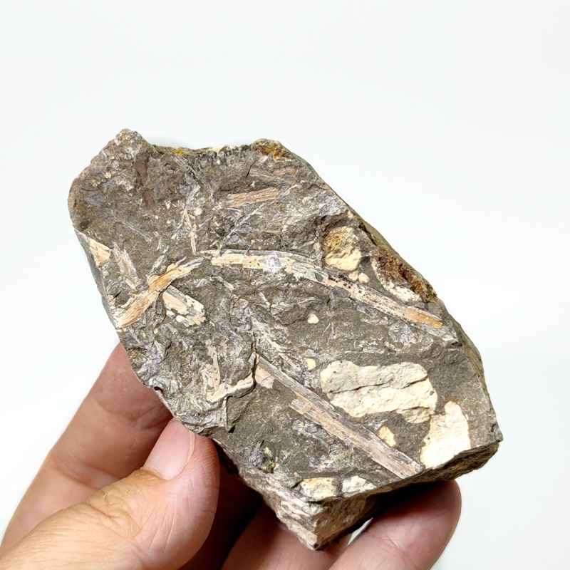 Natural Permian plant fossil branch vein fern fossil original stone ancient plant fossil specimen popular science teaching ornaments
