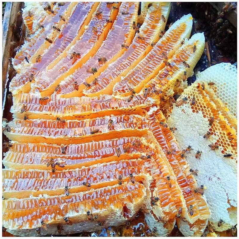 Pure Natural Wild Honey Produced by Farmers, Authentic No Additives for Pregnant Women, Direct from the Source Factory