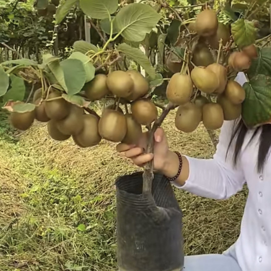 Kiwi Fruit Seedlings with Both Male and Female Flowers, Red and Green Hearts, Xu Xiang Kiwi Seedlings, Suitable for Planting in All Seasons in Both Southern and Northern Regions