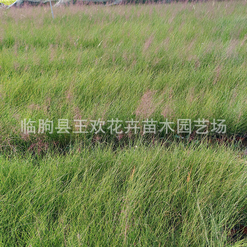 Internet Celebrity Fendai Grass Fendai Grass Seedlings Flower Sea Landscape Project Shandong Perennial Seedling Base