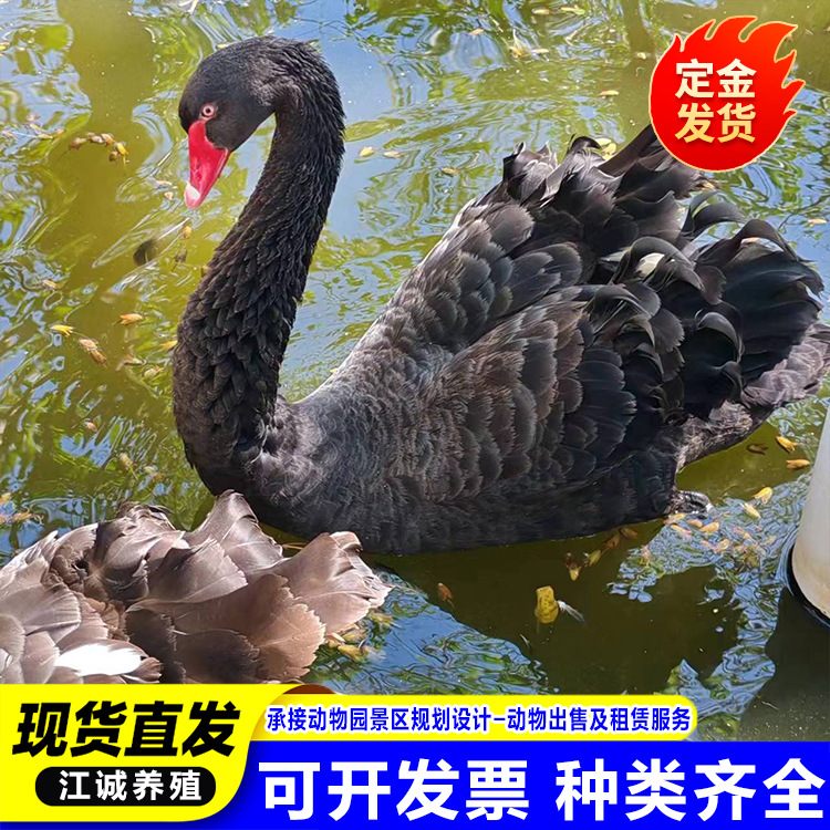 Artificially Bred Ornamental Black Swans, Poultry and Waterfowl Seedlings, Popular Cute Pets for Sale and Rental Swan Seedlings