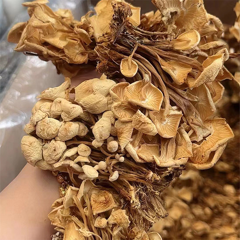 2025 New Bulk Dried Goods Enoki Mushroom Edible Fungi Market Exhibition Stall Products Enoki Mushroom Dried