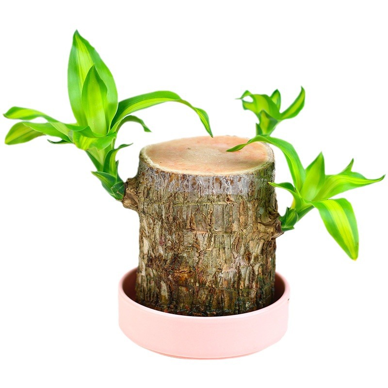 Brazil wood hydroponic lucky wood office desktop green plant Groot four seasons stump hydroponic plant factory supply