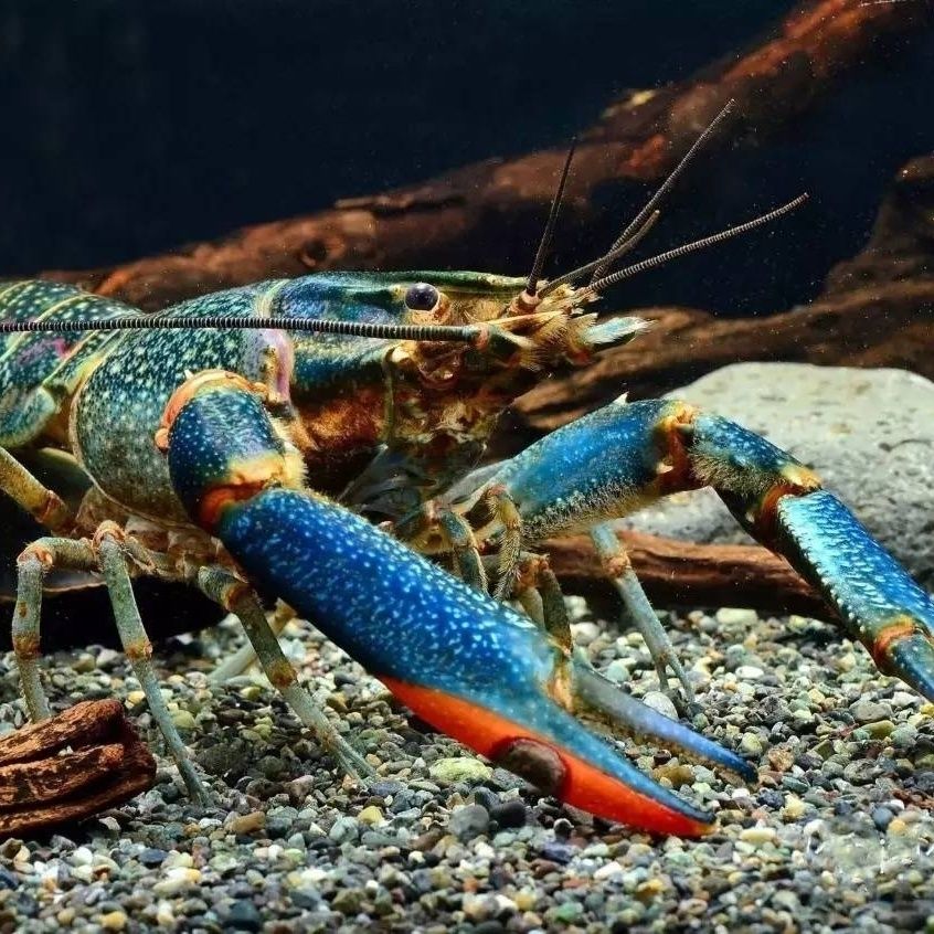 Australian Crayfish, Fresh Ornamental Freshwater Shrimp, Large Ferocious Crayfish, Cold Water Resistant Pet Shrimp, Sky Blue Magic Shrimp
