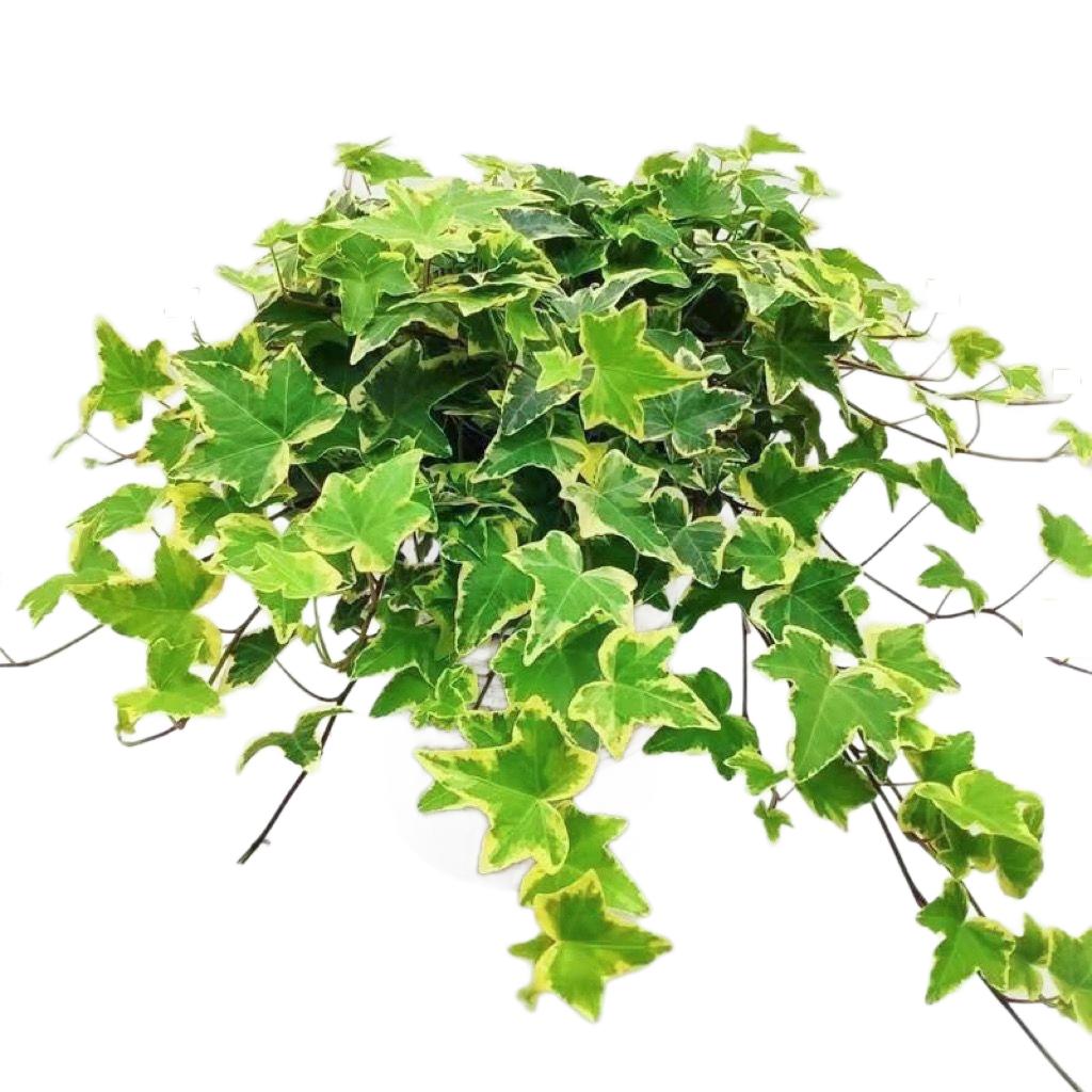 Ivy Long Vine Hanging Recommended All Year Round Evergreen Spider Plant Plant Bedroom New House Easy to Grow Potted Plant Aliexpress