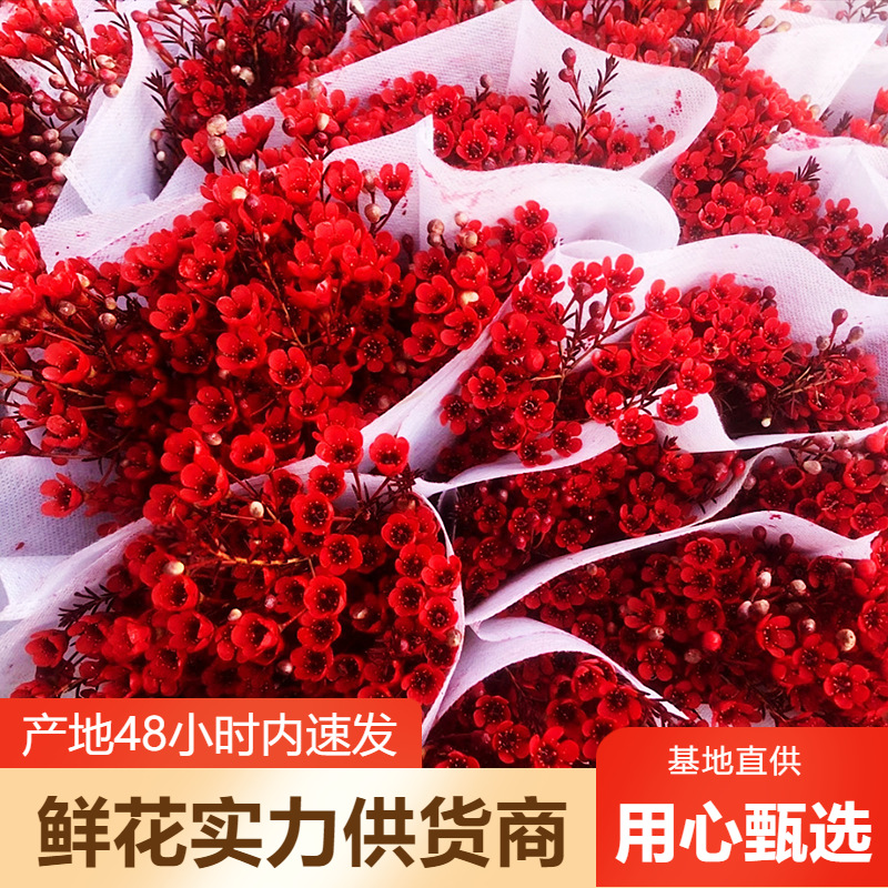 Оптовая продажа цветов зимнего сладкого, австралийский зимний сладкий, прямая поставка цветов из Юньнани, цветы для свадебного флориста из серебряной ивы, группа покупок сообщества