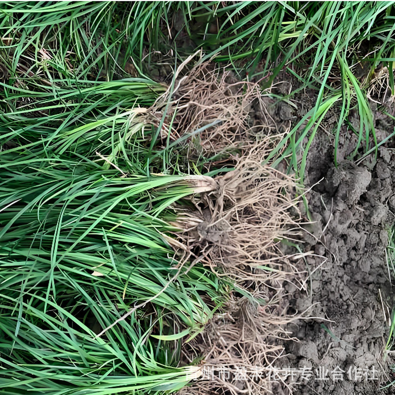 Easy to Grow Ophiopogon Japonicus Seedlings, Ornamental Foliage Plants for Landscaping, Evergreen and Easy to Care for Ground Cover Plants