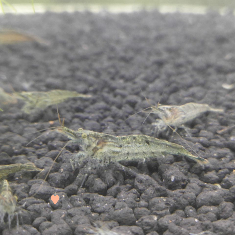 Black Shell Shrimp Algae Removal Cleaning Algae Removal Tool Oversized Ornamental Rice Shrimp Pet Fresh Feed Freshwater Aquarium Landscaping