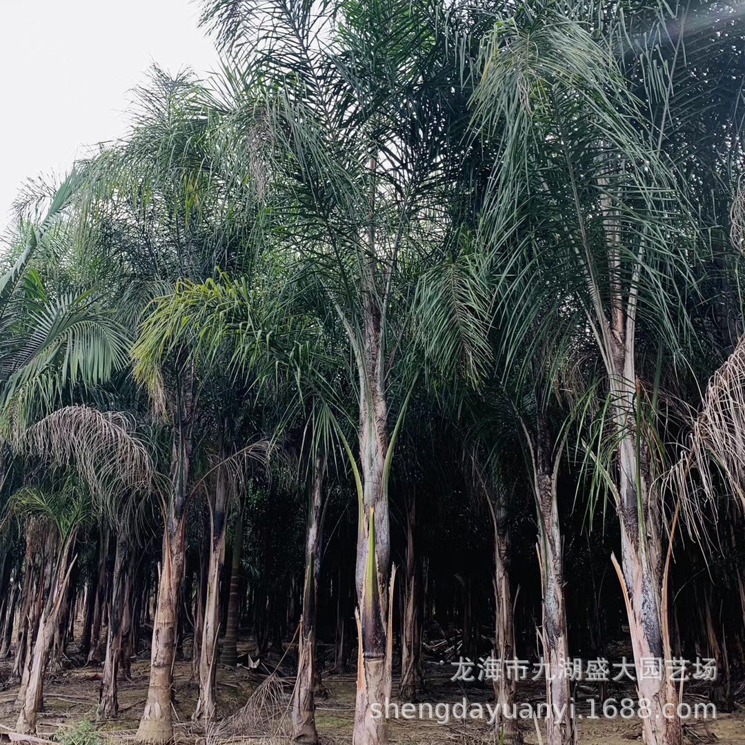 Fujian Wholesale Queen Kwai Yunnan Jinshan Kwai Price Hubei Queen Kwai Quote Jinshan Kwai Base Direct Supply