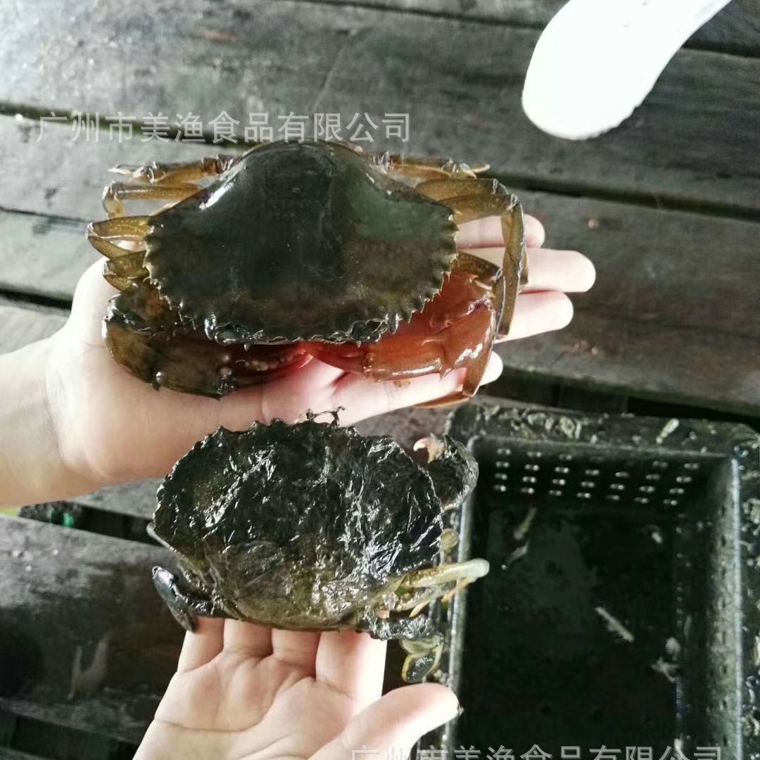 Jinyuan Live Frozen Burmese Fresh Soft Shell Crab Soft Crab Fresh Seafood Crab Soft Shell Crab 1kg Box 8-14 Heads