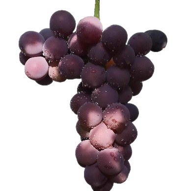 Wholesale of Home-Grown Grapes, Organic Grapes, Sweet Large Grapes, Freshly Picked Fruits for Pregnant Women, Cold Chain Transportation, Large Grapes