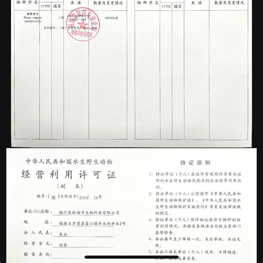 Stable Supply of Clear Water Seahorse Chinese Herbal Medicine Wholesale, Neat and Full, Natural Color, Shipped in Batches, Nourishing and Preferred