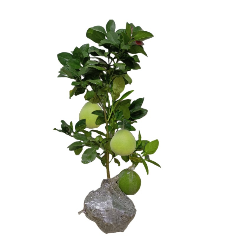 Pomelo Saplings, Fruit Trees, Red Heart Honey Pomelo, Guangxi Dashatian Pomelo, Southern Fruit-Resistant Saplings Planted in the Courtyard