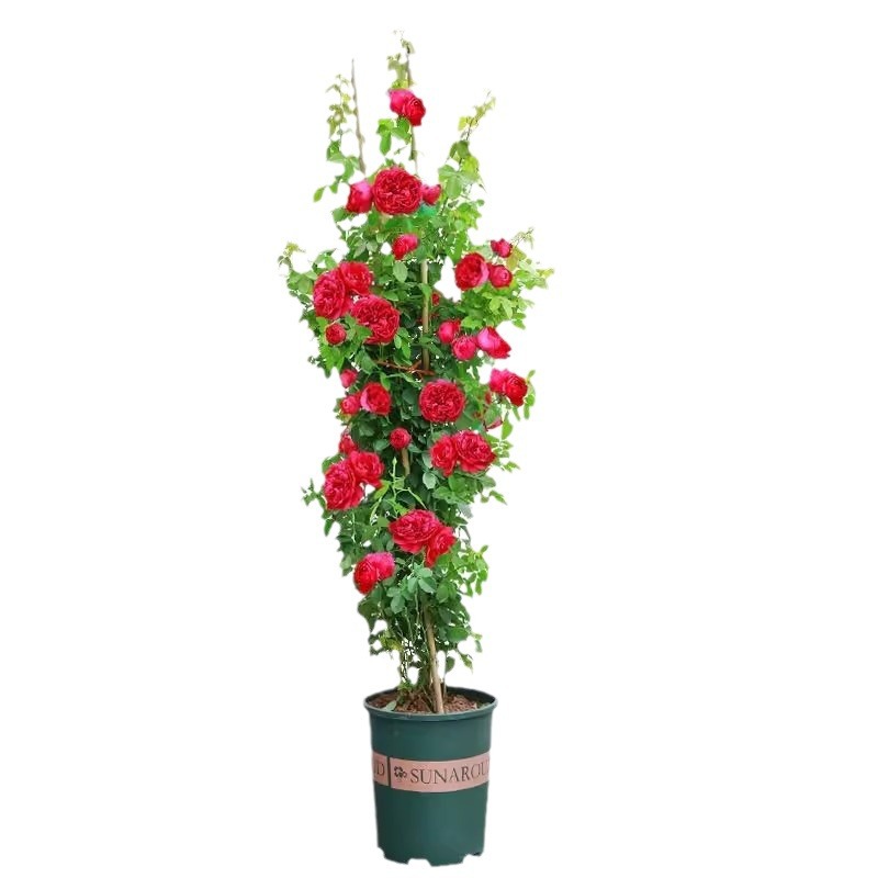 European Vine Rose Flower Seedlings, Large Seedlings, Fragrant Potted Florals, Courtyard Arch, Circulating Flowering Plants, Climbing Vines, Roses