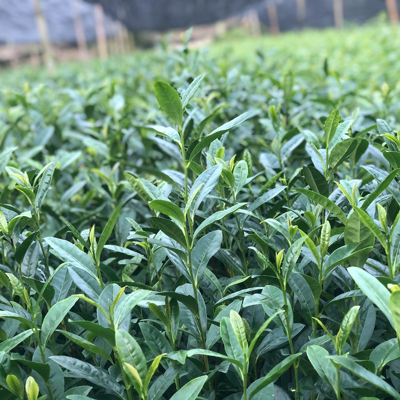 Longjing 43 Tea Seedlings Tree Species Tea Saplings West Lake Longjing Tea Seedlings Green Tea Tea Seedlings Wholesale North and South Planting