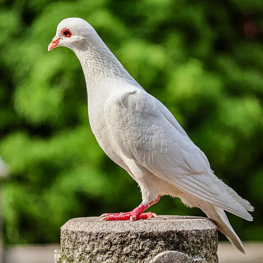 Young Breeding Pigeon Meat Pigeon Dove Pigeon Chicks Slate Gray Pigeon Pigeon Small Pigeon Live Pair