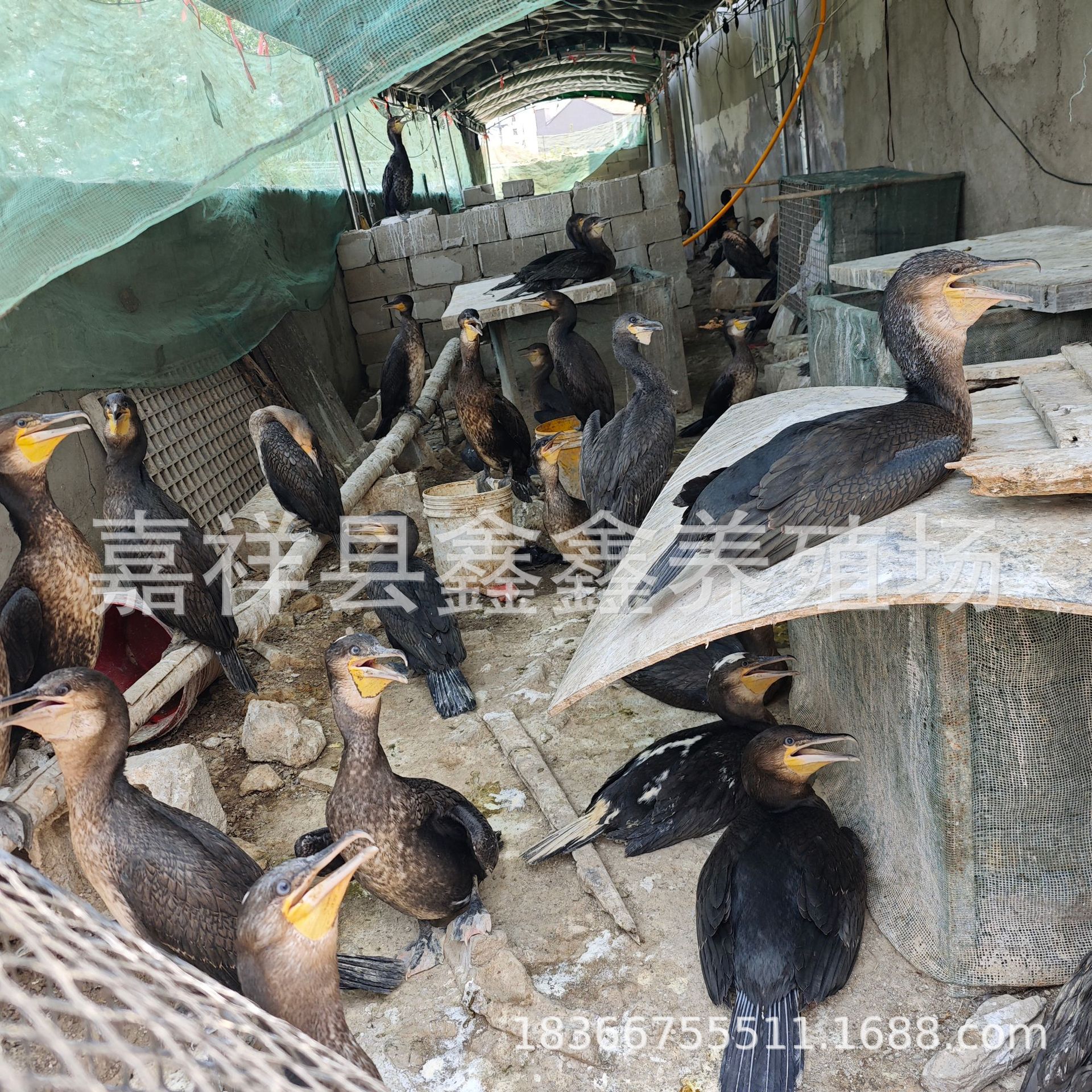 Osprey Live Rental and Sale, Osprey for Wetland Park Performance and Fish Catching Project, Purebred Osprey Live Seedling Price