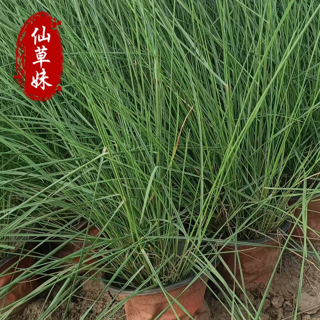 The Base Supplies Multi-Bud Grass, Perennial Ornamental Grass, Internet Celebrity Grass, Grass, Grass, Grass, Flowers, and Sea Florals