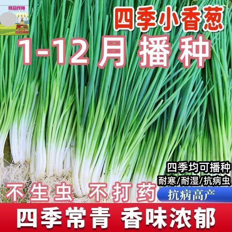 (Heat-Resistant and Cold-Resistant) Easy-To-Grow Green Onions in All Seasons, Balcony Indoor Potted Onions, Easy-To-Manage Home Vegetables Mi