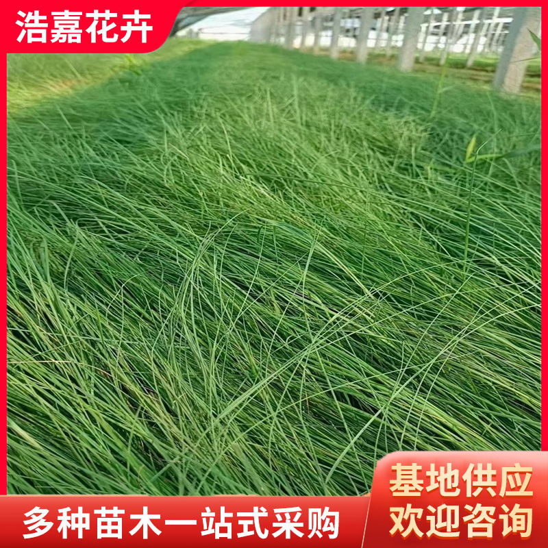 Fendai Grass Potted Perennial Park Greening Grass Flower Sea Greening Hairy Grass Seedlings