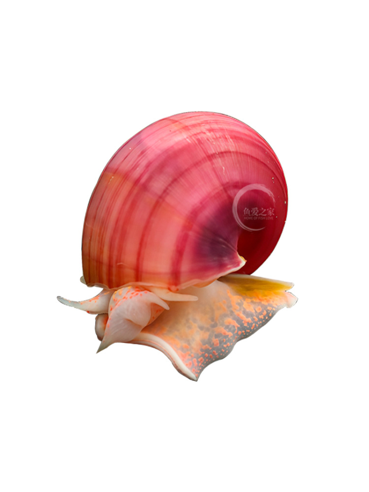 Ornamental Snails, Pet Live Golden Snails, Algae-Removing Snails, Purple-Patterned Snails, Light Cold Water, Easy to Maintain and Durable Tools, Ornamental Snails