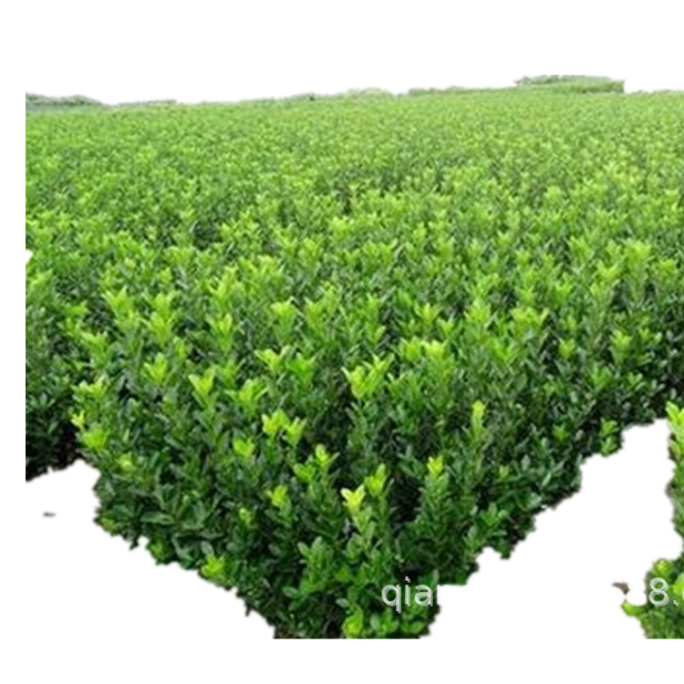 Nursery Supplies Greening Seedlings, Holly Seedlings, Four-Season Evergreen Fence Seedlings, Fence Foliage Plants, Large Quantity Discounts